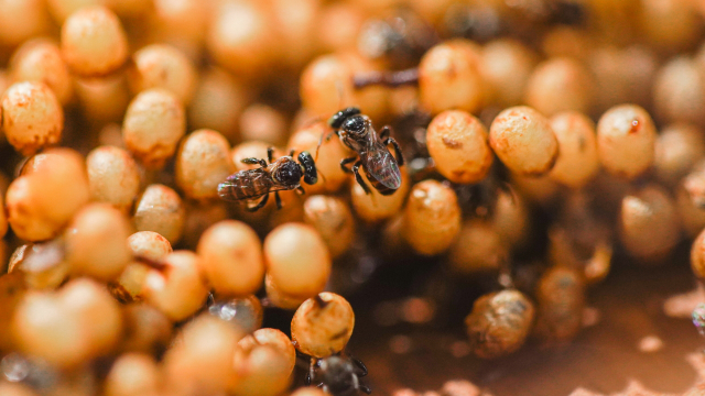 น้ำผึ้งชันโรง และผลิตภัณฑ์จากชันโรง วิสาหกิจชุมชนส่งเสริมอาชีพผู้เลี้ยงชันโรงบ้านทับมา จ.ระยอง